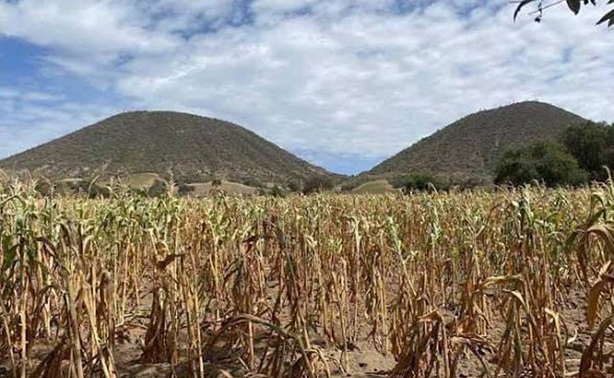 Oaxaca y Guerrero enfrentan devastadora sequía: hasta el 100% de la producción agrícola en riesgo